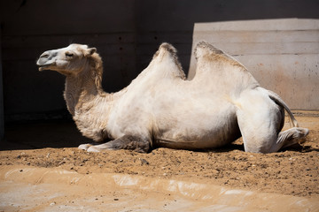 Camel