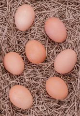 Fresh Eggs
