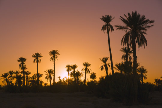 Dattelpalmen mit Sonnenuntergang in Marokko