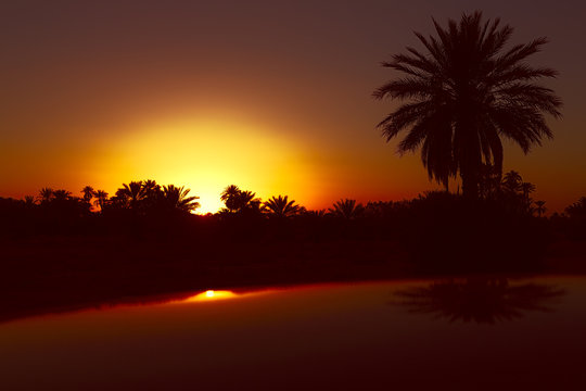Dattelpalmen mit Sonnenuntergang in Marokko