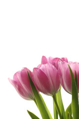 Tulpen Freisteller