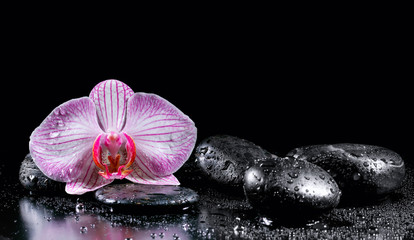 Fototapeta na wymiar Orchid flower with zen stones on black background