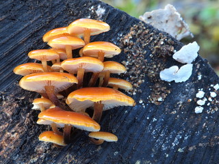 Samtfu&szlig;r&uuml;bling, Flammulina velutipes
