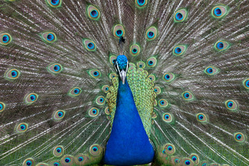 Obraz premium peacock showing its beautiful feathers