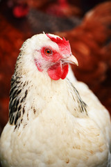 Chickens on traditional free range poultry farm
