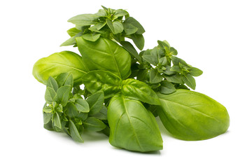 Fototapeta premium Basil.