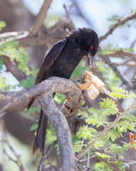 Fork-tailed Drongo eating a large insect