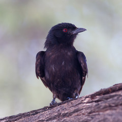 Fork-tailed Drongo