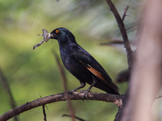 Red-winged Starling