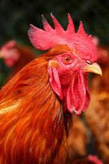 Rooster on traditional free range poultry farm