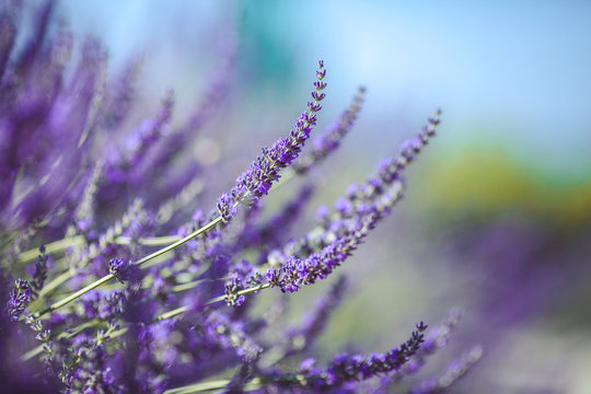 Fototapeta Lavender Flowers