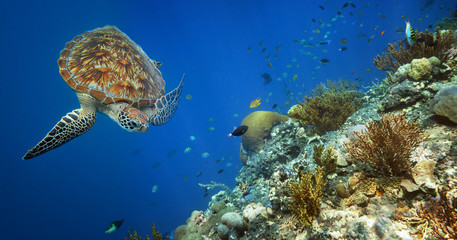 Zeeschildpad die over het koraalrif zwemt.