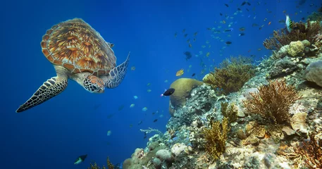 Crédence en verre imprimé Tortue Tortue de mer nageant sur la barrière de corail.