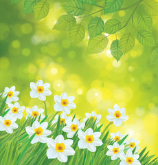 Fototapeta na wymiar Vector daffodil flowers on spring background.