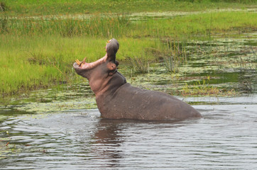 Hippo opens mouth