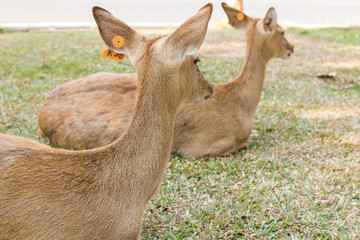 brow-antlered deer