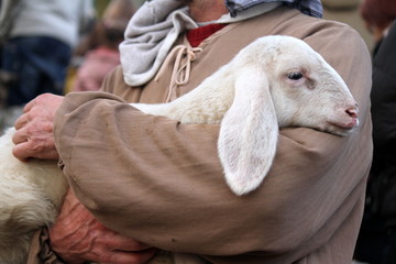 lamb with shepherd