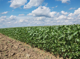Agriculture, soy field in summer with blue sky and white clouds