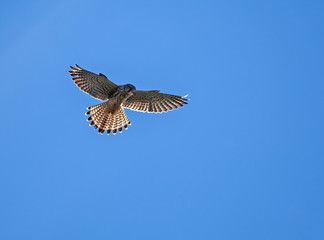 Fototapeta premium Common Kestrel Hovering