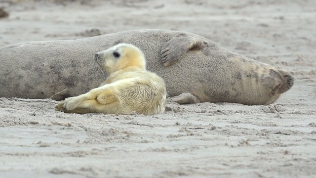 Kegelrobben auf Helgoland