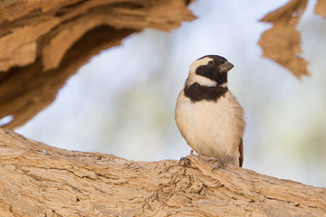 Cape Sparrow (Passer melanurus)