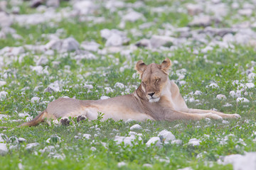 Lion walking on the rainy plains of Etosha