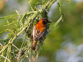Southern Red Bishop busy building a nest