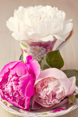 Pink Peony in the cup