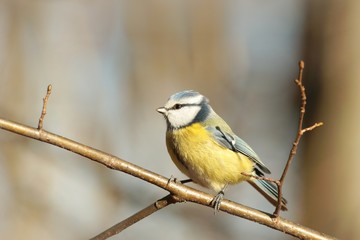 Blue tit - Parus caeruleus on a tree branch in the morning