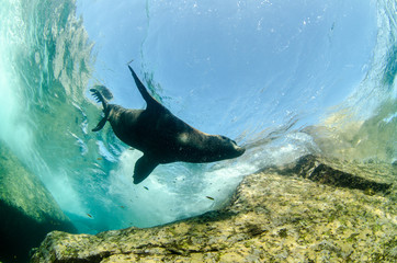 Naklejka premium Californian sea lion (zalophus californianus)