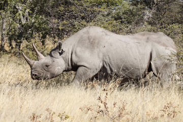 rhino in the bush