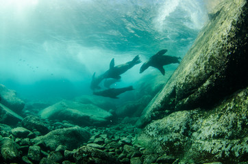 Fototapeta premium Californian sea lion (zalophus californianus)