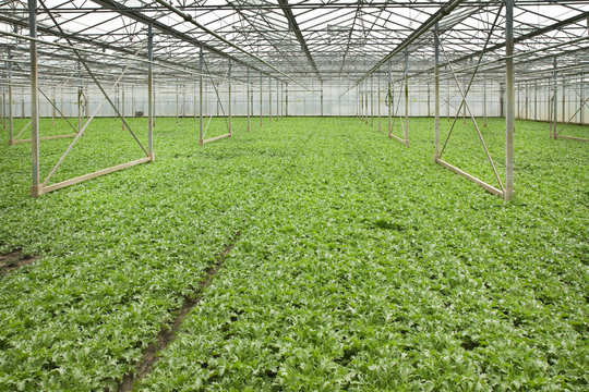 Growing andive plants in glasshouse
