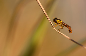 hoverfly sitting on a grass