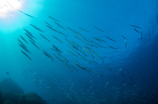 silver fish, sea of cortez