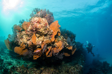 Naklejka na ściany i meble Pacific reefs