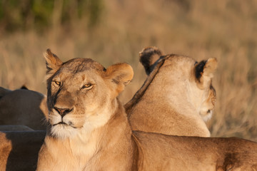 Two lionesses resting at sunset