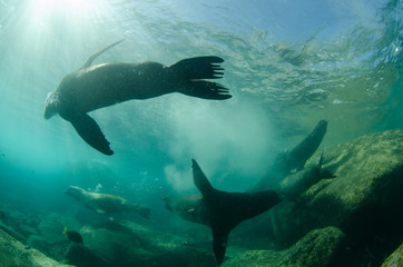 Fototapeta premium Californian sea lion (zalophus californianus)
