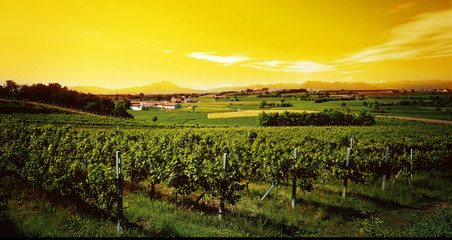 Fototapeta na wymiar vineyard in the sunset