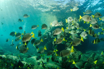 Obraz na płótnie Canvas Surgeonfish, pacific reefs