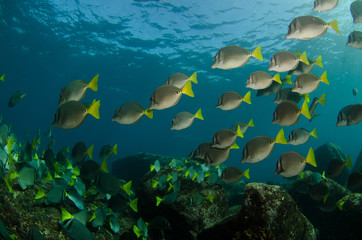 Fototapeta na wymiar Surgeonfish, pacific reefs