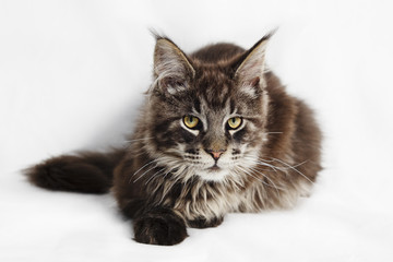 Obraz premium Maine Coon Kitten