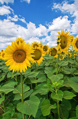 Sunflower field.