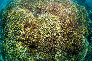 Fototapeta premium Pacific reefs