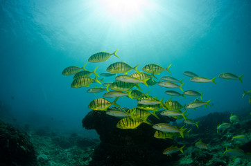 Pilotfish