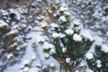 tree in the snow