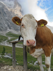 Mucca del Trentino