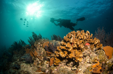 Fototapeta na wymiar Pacific reefs
