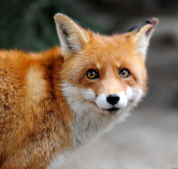 Wild red fox portrait