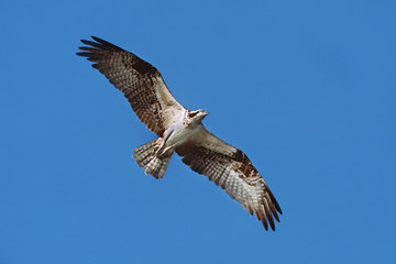 Osprey im Flug